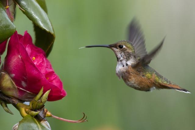 Das Projekt Kolibri in Kollnau soll psychisch Kranken helfen