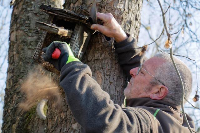 Putzaktion fr die Vogelwelt im Rheinauenwald bei Wyhl