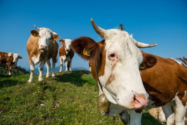 Wie sich Brokratie und strengere Regeln auf den Bio-Landbau im Kreis Lrrach auswirken