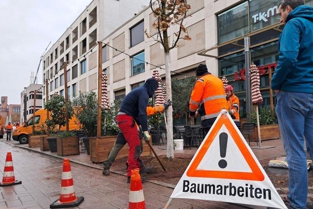 In der Innenstadt in Lrrach werden 21 neue Bume gepflanzt und ein Groprojekt abgeschlossen