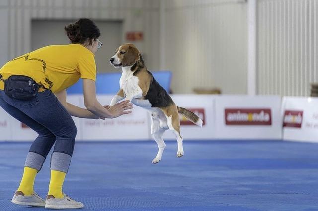 Fr die Internationale Rassehunde-Ausstellung in Offenburg gibt es Tickets zu gewinnen