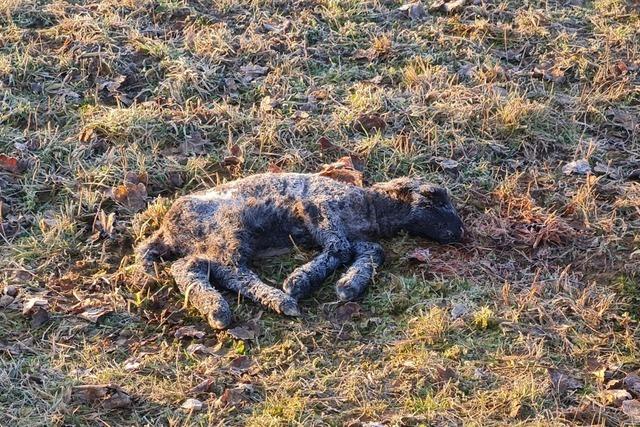 Tote Lmmer in Rheinfelden entdeckt: Tierschtzer vermuten, die Tiere sind erfroren