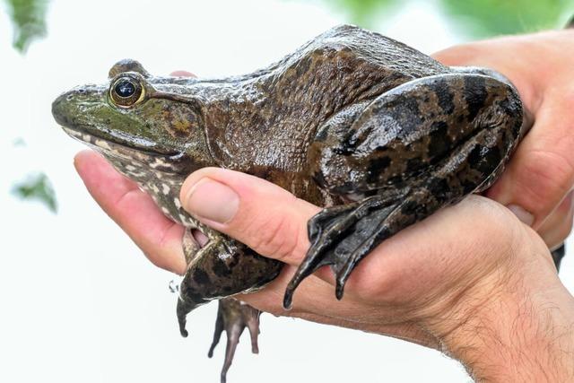 Der Ochsenfrosch frisst, was ihm vors Maul kommt