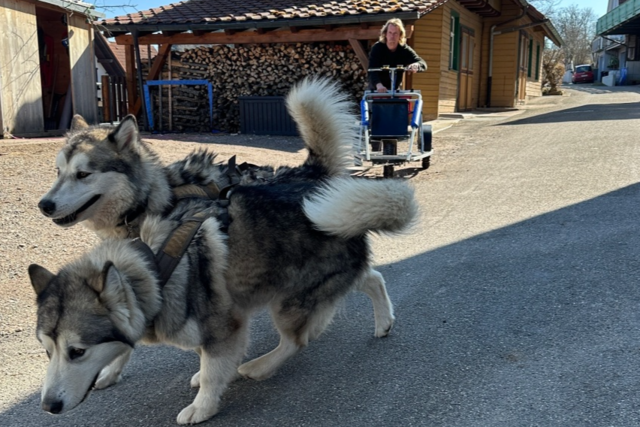 Lffinger Kaffeerster liefert seine Bohnen mit dem Hundegespann Istas und Anuk aus