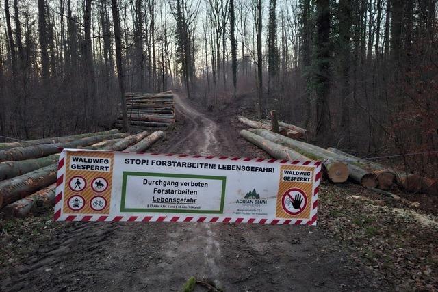 Die Baumfllarbeiten in Grenzach-Wyhlen stoen auf Kritik