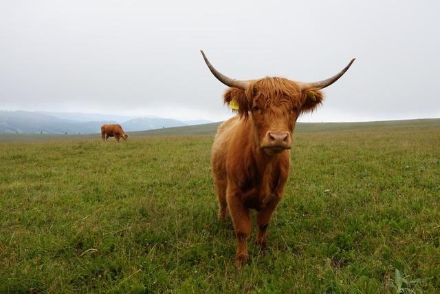 Immer weniger Landwirte im Hochschwarzwald halten Rinder - das hat Folgen