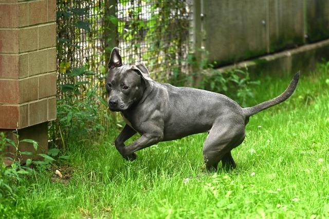 Polizei fngt krftigen Terrier auf B3 zwischen Auggen und Schliengen