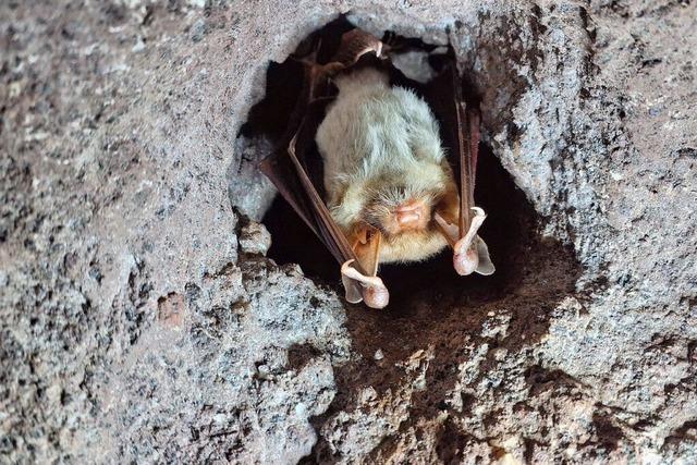 Fledermuse am Kaiserstuhl – so zhlen Ehrenamtliche Tiere in Winterquartieren