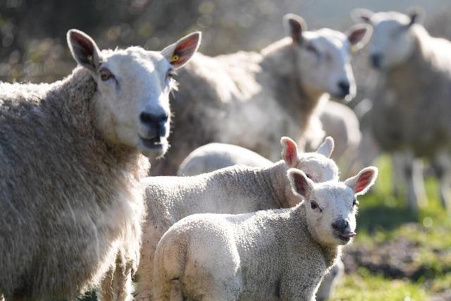 Hat ein Landwirt aus dem Schwarzwald 300 Schafe vernachlssigt?