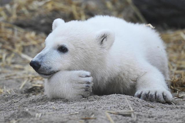 Besucher des Zoos Karlsruhe wollten Eisbr-Baby Mika sehen