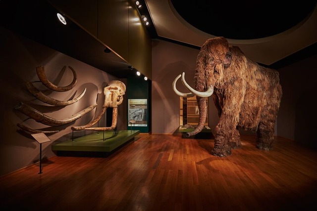 Mchtiges Mammut im Naturhistorischen Museum  | Foto: Gregor Brndli