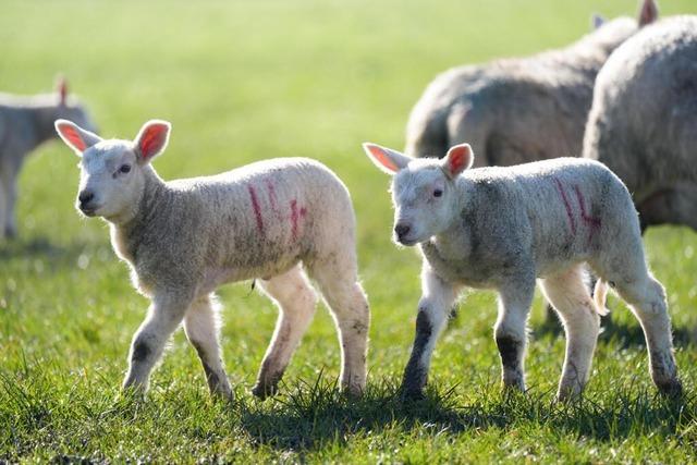 Tote Lmmer in Rheinfelden: Veterinramt sieht keine Verste gegen Tierschutz