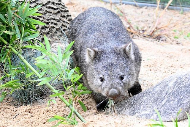 Nach Wombat-Skandal: US-Influencerin verlsst Australien