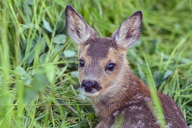 Wildtierbaby gefunden: Wie verhlt man sich richtig?