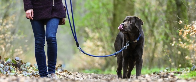 Hunde knnen Wildtiere schnell aufspren und sollten deshalb an die Leine.  | Foto: Christophe Gateau (dpa)