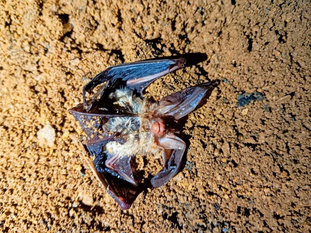 Eine tote Fledermaus liegt in einer Hhle im Zollernalbkreis.  | Foto: - (dpa)