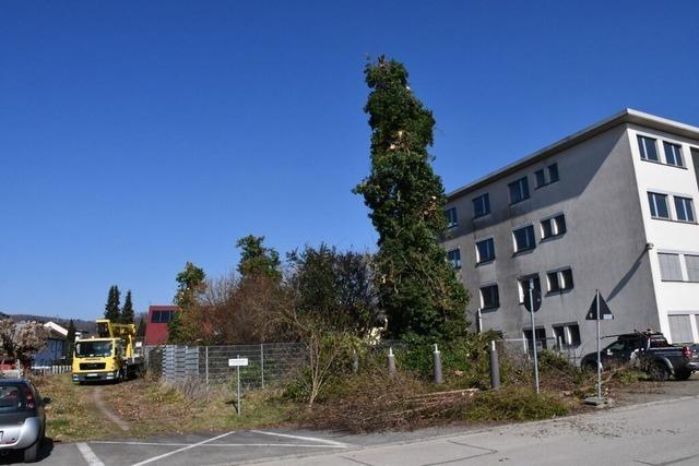 Baumschnitt in der Brutzeit ist nicht erlaubt, aber es gibt Ausnahmen – auch in Grenzach-Wyhlen