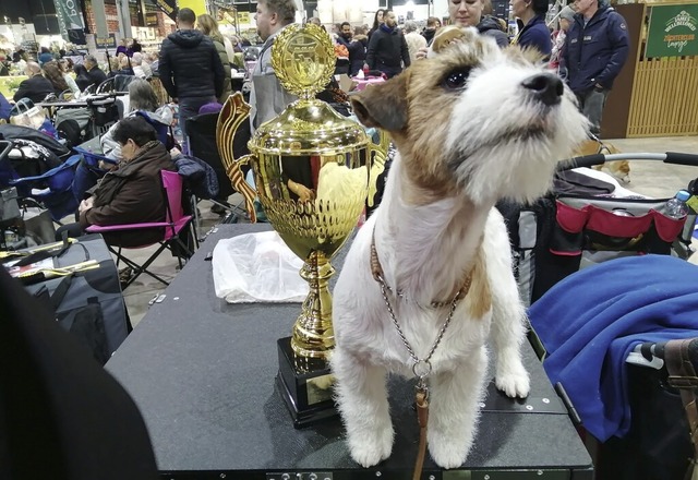 So sehen Sieger aus: Platz 1 holte dieser Jack Russel Terrier.  | Foto: Winfried Kninger