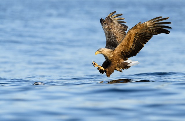 Seeadler jagen, indem sie sich auf ihr... sie auch Fische aus dem Wasser holen.  | Foto: BJRN H STUEDAL (stock.adobe.com)