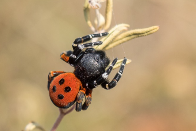 Beim Haselschacher Buck tummeln sich seltene Tierarten