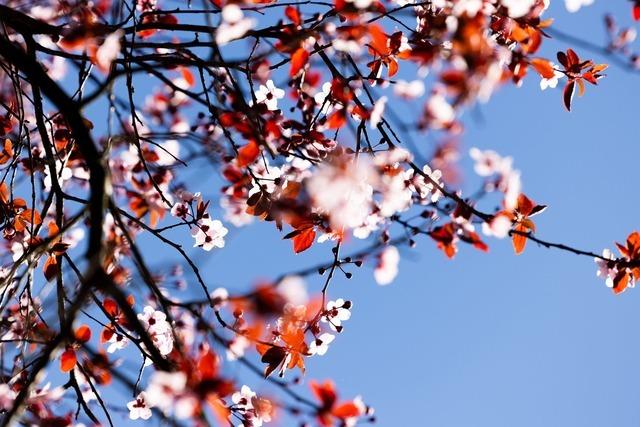 Kalendarischer Frühlingsanfang wird überwiegend sonnig