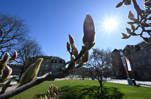 Der Fr&uuml;hling bahnt sich immer meh...raturen, Sonne und die ersten Knospen.  | Foto: Bernd Wei&szlig;brod/dpa