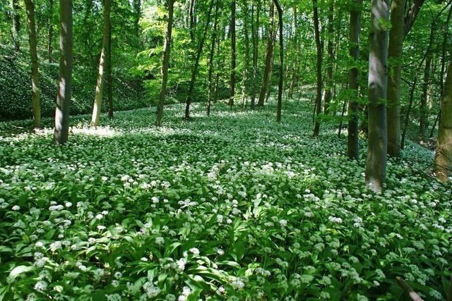 Wenn der Wald pltzlich nach Knoblauch duftet: Eine Ode an den Brlauch