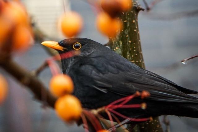 Was zwitschert da oben im Baum in Freiburg? Eine Vogelstimmen-App gibt Antworten