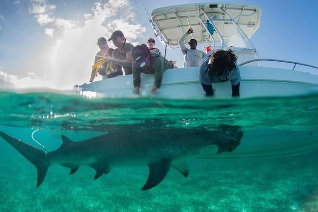 Hammerhaie werden auf den Bahamas zu Stubenhockern