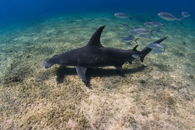 Der Kopf von Hammerhaien ist seitlich ...er hammerf&ouml;rmigen Ausl&auml;ufer.  | Foto: Annie Guttridge/eurekaalert.org/dpa