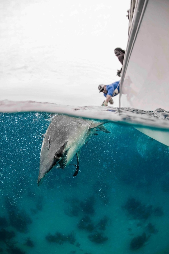 Nat&uuml;rliche Feinde der Hammerhaie sind andere Haie und Orcas.  | Foto: Annie Guttridge/eurekaalert.org/dpa