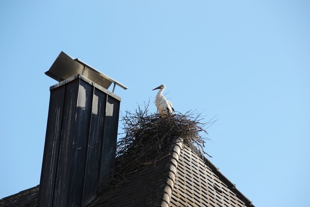 Fnf Storchennester sind mit Brutpaare...belegt. Hier: das Nest auf dem Rathaus  | Foto: Mario Schneberg