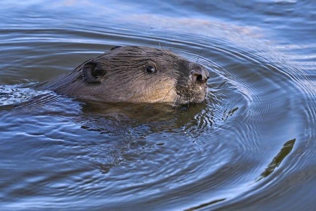 Auch in Schluchsee-Blasiwald bleibt der Biber ein Kontroverses Thema