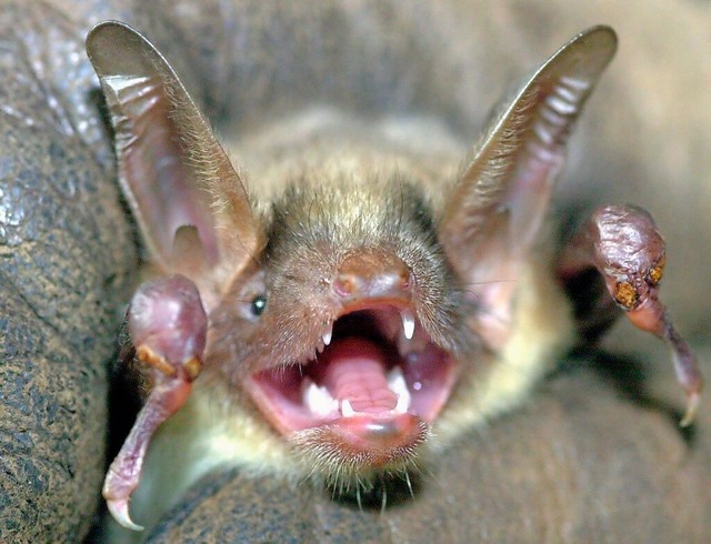 Wimperfledermuse und Mausohr sind in Mllheim daheim.  | Foto: Holger Hollemann (dpa)