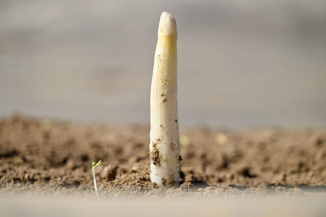 Erster Spargel gestochen - geringe Mengen