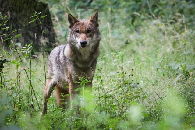 Im Landkreis Konstanz ist ein Wolf vermutlich von einem Auto berfahren worden