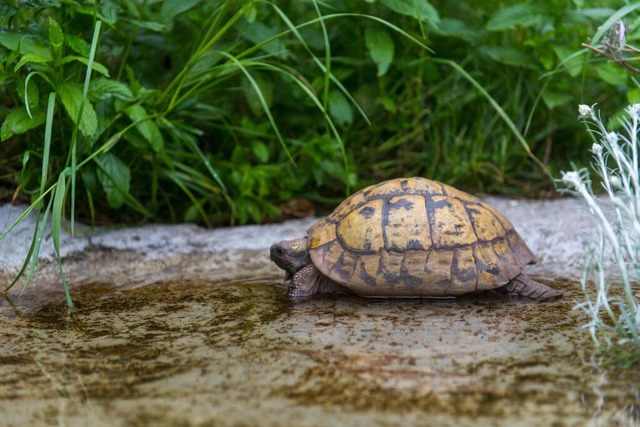 Eine Schildkrte braucht in ihrem Gehe...che Wasserstellen mit Bademglichkeit.  | Foto: Benjamin Nolte 8dpa) 