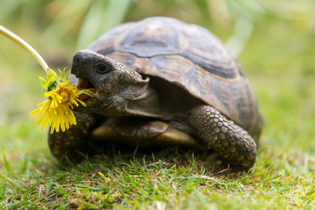 Lecker: Landschildkrten sind Vegetarier und fressen am liebsten Wildpflanzen.  | Foto: Benjamin Nolte (dpa)
