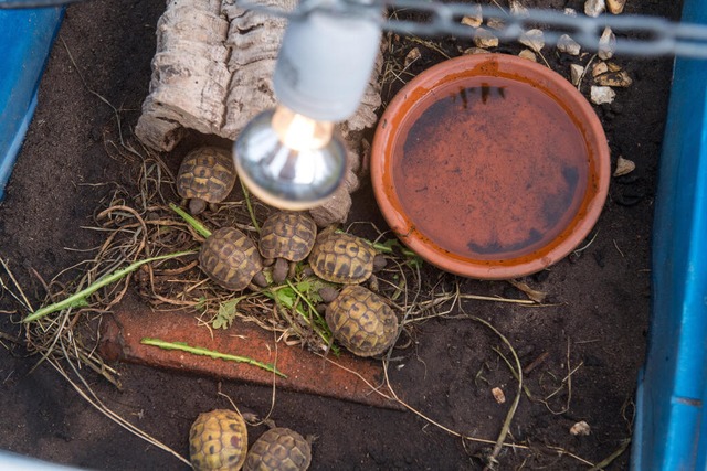 Eine Schildkrten-Haltung ohne zustzl...me- und Lichtquelle ist nicht mglich.  | Foto: Benjamin Nolte (dpa)
