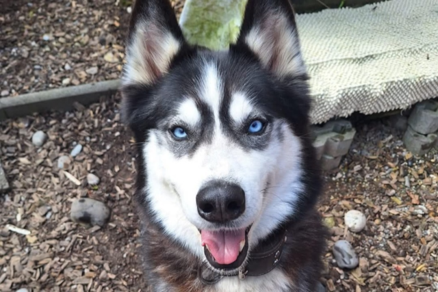 Hund wird in Kandern fr eine Tierbestattung angemeldet - dabei ist er quicklebendig