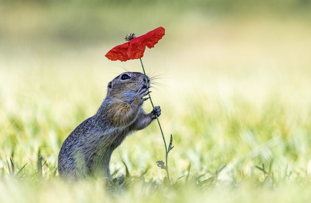 &#8222;Der Sonnenschirm&#8220;  ist ei...ilder aus der Kategorie Tierportrts.   | Foto: Eveline Teufel