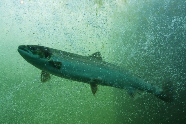 Erschpft von seiner langen Reise durc...enstern der Fischtreppe Gambsheim aus.  | Foto: Christine Bohy