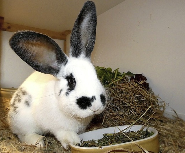 Kaninchen-Dame Bibi  | Foto: Tierheim Lahr