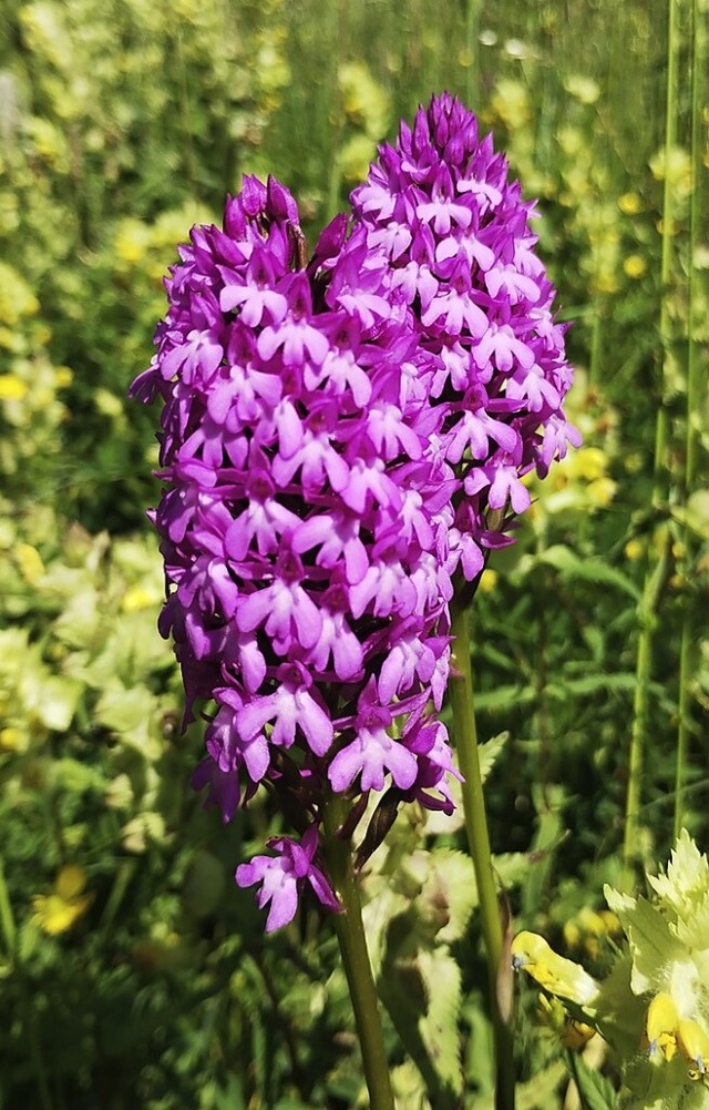 Bald blhen die Orchideen wie hier im ...grafiert von BZ-Leser Thorsten Khnle.  | Foto: Thorsten Khnle