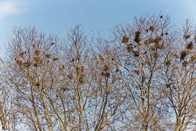 Krhenproblem in Endingen - Kampf gegen Lrm und Dreck zwischen Brokratie, Naturschutz und Intelligenz der Tiere