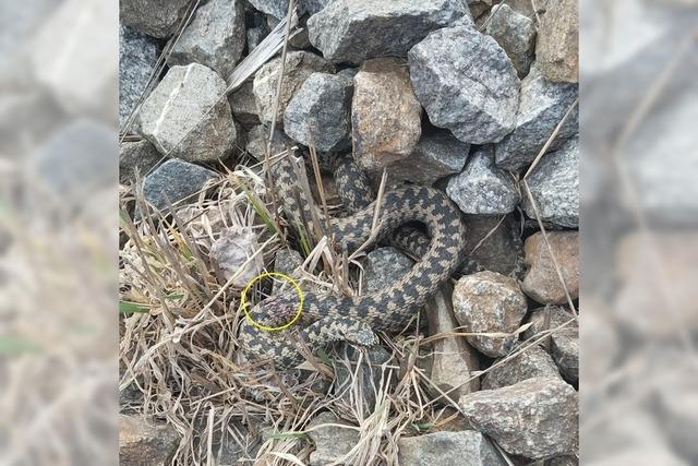 Neustdter Reptilienexperte sorgt sich um letztes Kreuzotter-Habitat