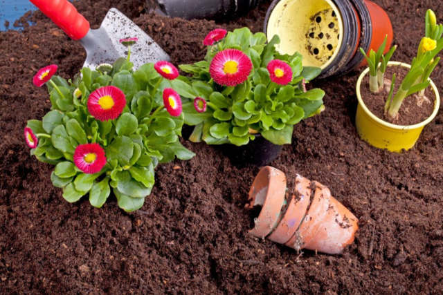 Welche Spezialerden fr Garten und Balkon sind wirklich notwendig?