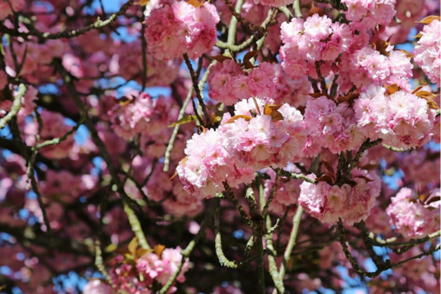 So schn und warm ist der Frhling in Freiburg