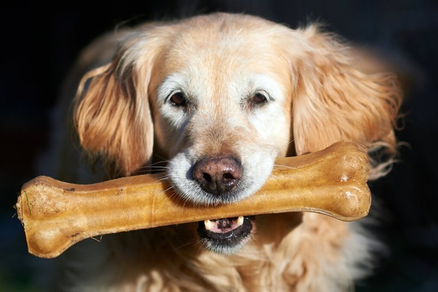 Die Stadt Schopfheim weist ausdrcklic...hende Regelungen zur Hundehaltung hin.  | Foto: Bernd Thissen (dpa)