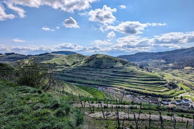 Wein, Wald und Wiesen: Dreieinhalb Stunden wandern durch das Herz des Kaiserstuhls